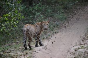 Best Things to Do in South Sri Lanka