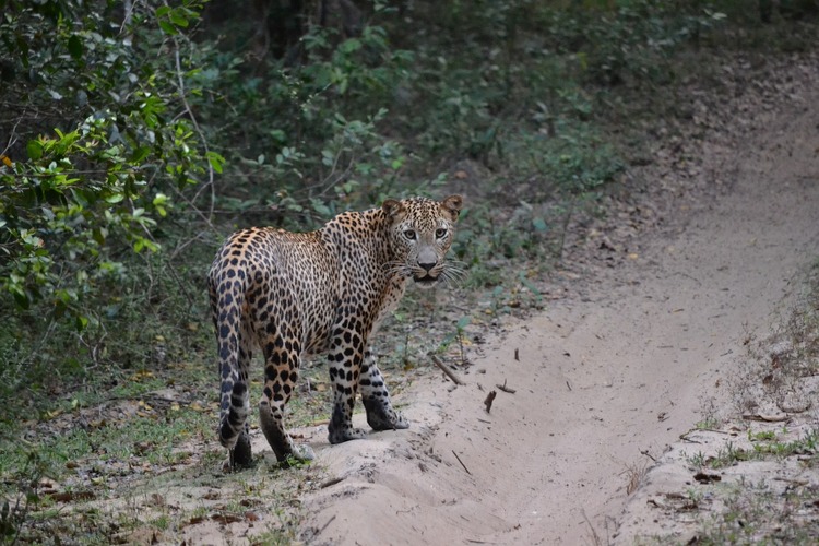 Best Things to Do in South Sri Lanka