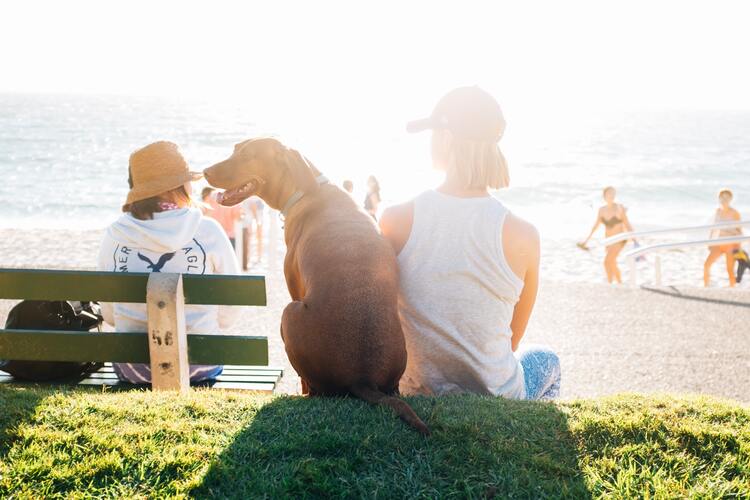 Discover These 8 Dog-Friendly Travel Destinations