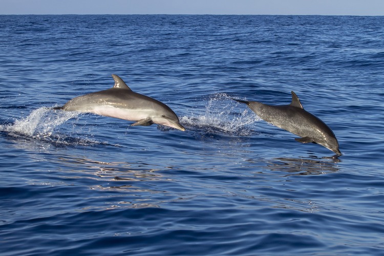 9 Best Places for Dolphin Around the World