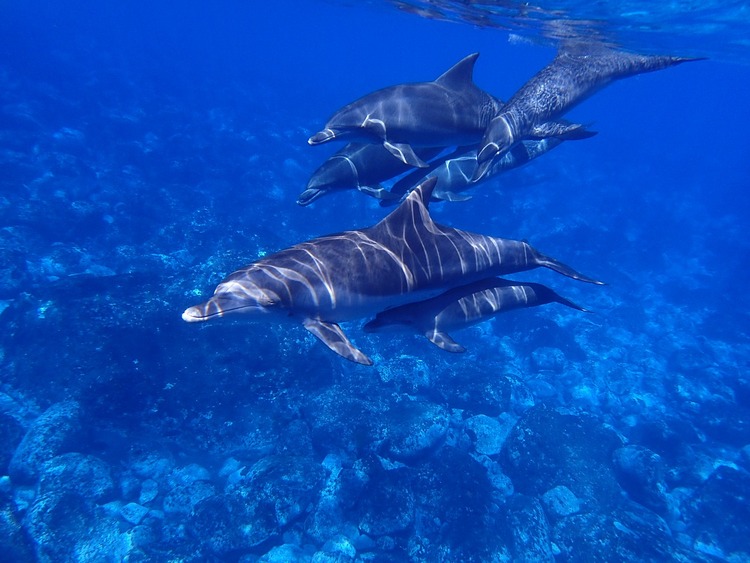 9 Best Places for Dolphin Watching Around the World