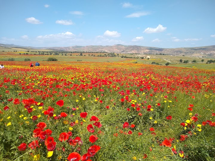 Tunisia