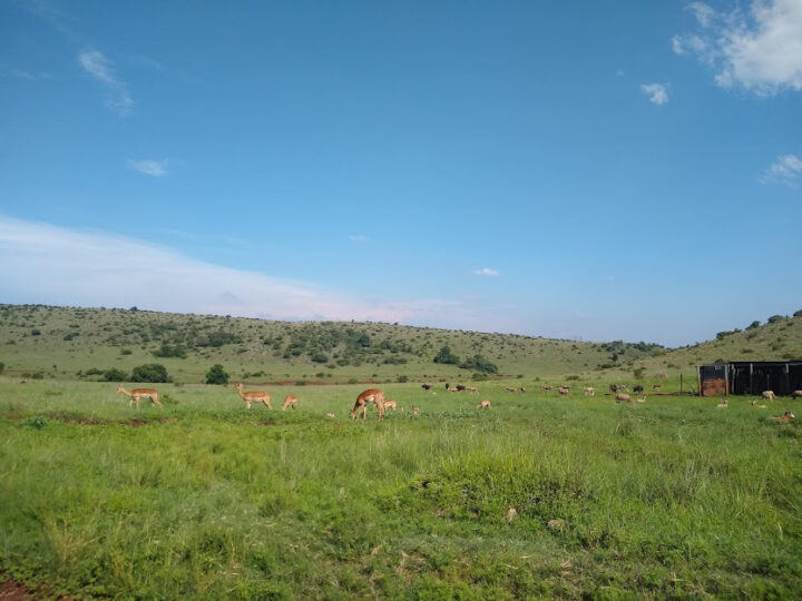 The Best “Safari” Day Trip from Johanessburg (or Pretoria) for Animals & Wildlife