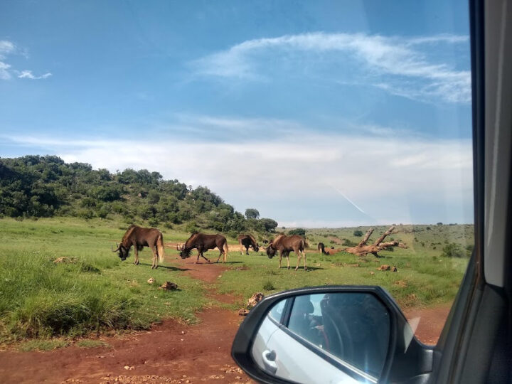 The Best “Safari” Day Trip from Johanessburg (or Pretoria) for Animals & Wildlife