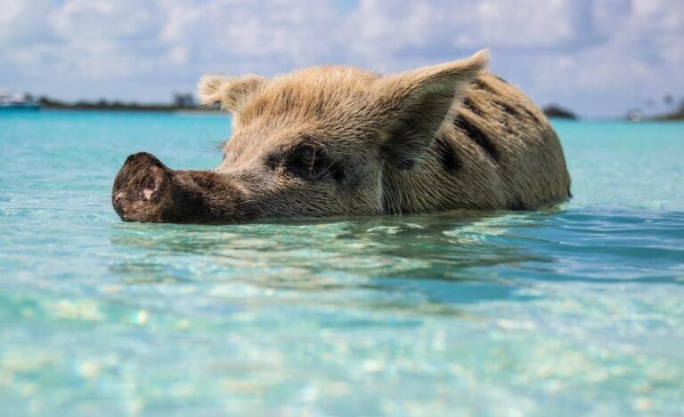 Stirrup Cay, Bahamas