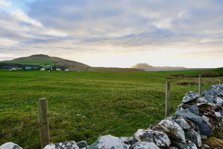 Irish country field with sheep and ocean - 1-1